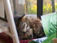 Hermes on his mat in dining room  P202150